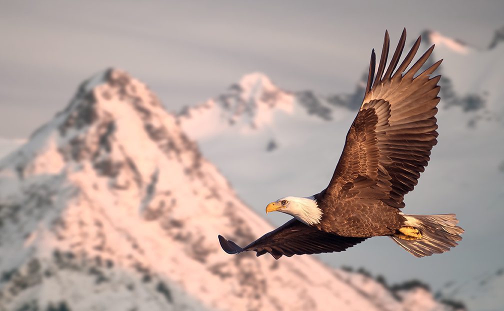 American bald eagle in flight illustrated over snow-covered mountain in Alaska's Kenai mountains
