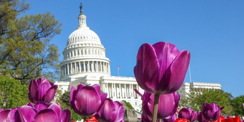 DC Capitol