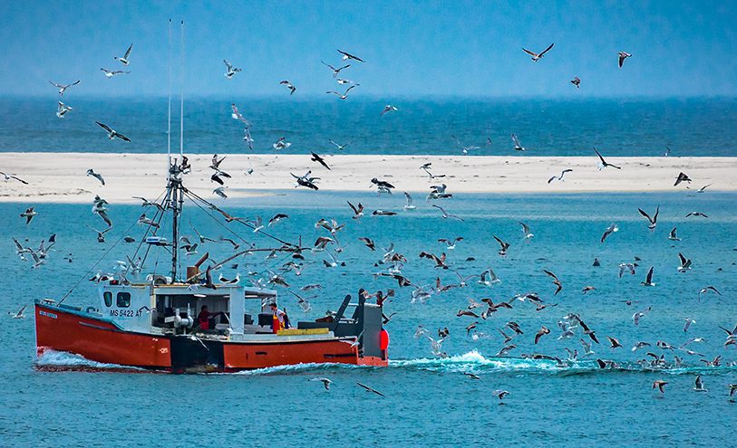 Fishing boat, seagulls, and seals. Chatham, Cape Cod.
