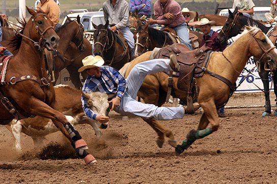 Bull,Wrestling