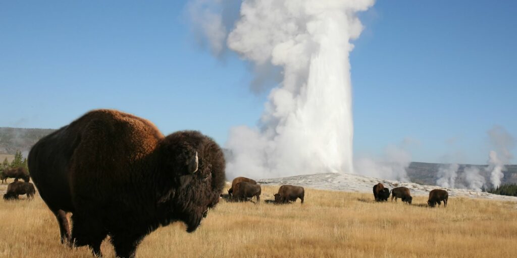 WY Bison Yellowstone