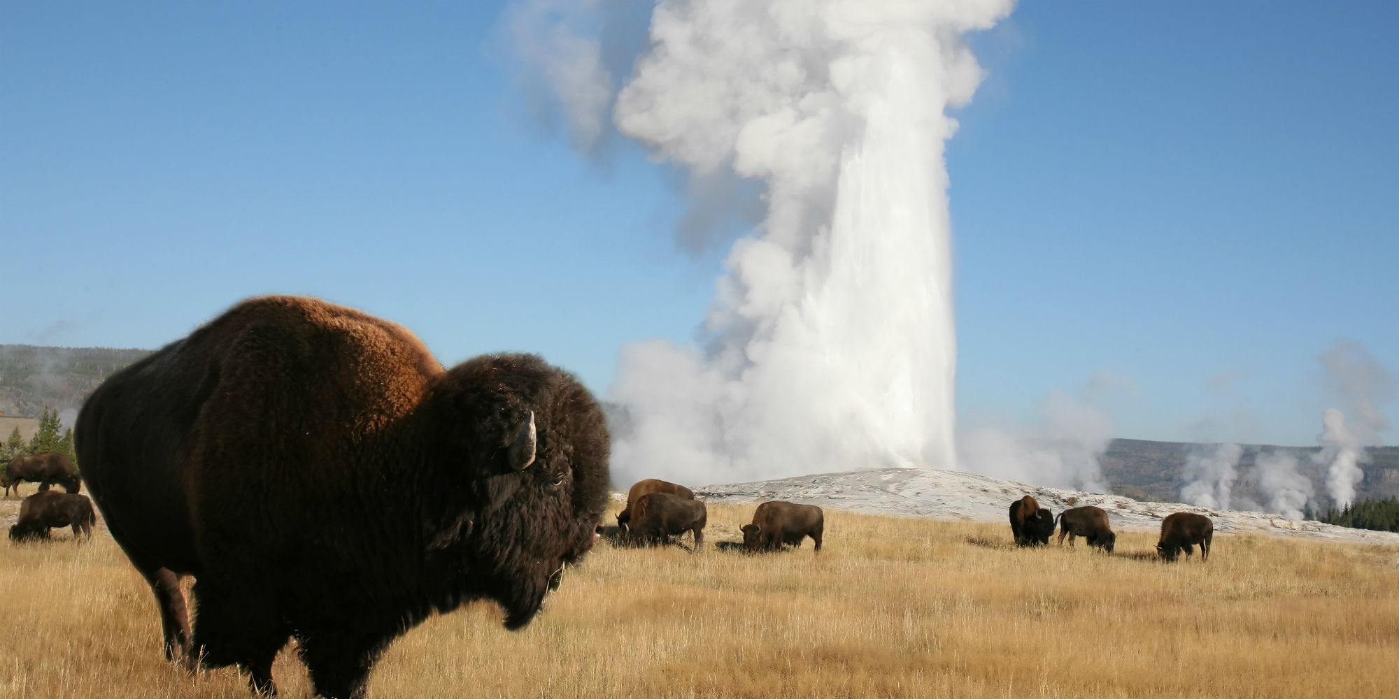 bisons in Yellowstone