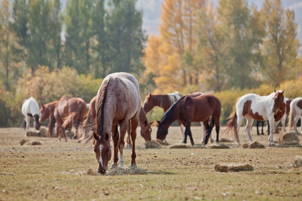 paarden aan het grazen op een veld